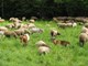 Schaf- und Ziegenherde