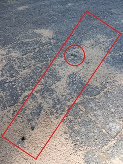 Beispielfoto einer Ameisenstraße der Großen Drüsenameise: Eine auffällige Ansammlung mehrerer Tiere (runde Umrandung) und eine stark frequentierte Ameisenstraße (quadratische Umrandung).