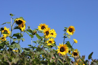 Sonnenblumen an der Kleingartenanlage in Heusenstamm.