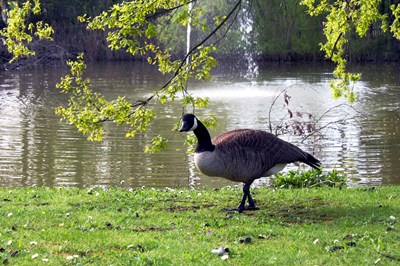 Kanadagänse am Schlossweiher