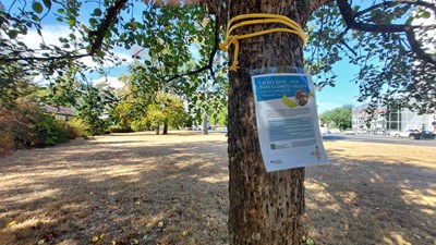 Beispiel: Städtischer Apfelbaum mit gelbem Band in der Grünanlage Berliner Straße.