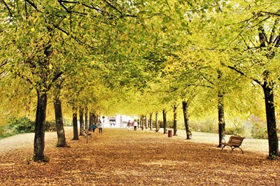 Die Schlossallee im Herbst.