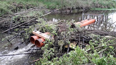 Heusentammer Gemarkung: Biberdamm in der Bieber (Foto: 2023)