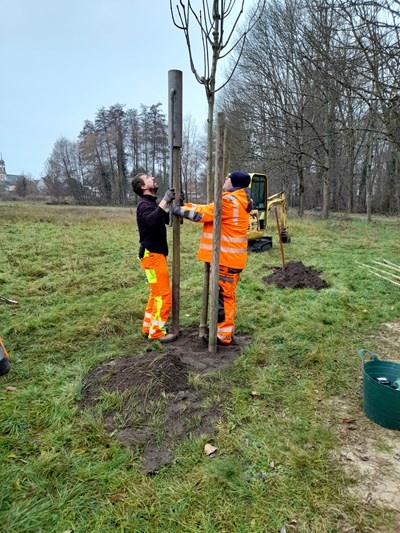 Das Bauhof-Team pflanzt die neuen "Schattenbäume" auf dem Spielplatz.