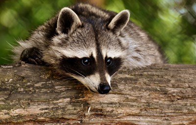 Waschbär - Procyon lotor (Foto: Alexa auf pixabay)