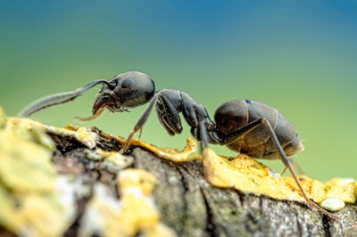 Große Drüsenameise - Tapinoma magnum (Foto: Aron Bellersheim / SMNS)