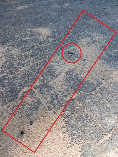 Beispielfoto einer Ameisenstraße der Großen Drüsenameise im Stadtgebiet Heusenstamm: Eine auffällige Ansammlung mehrerer Tiere (runde Umrandung) und eine stark frequentierte Ameisenstraße (quadratische Umrandung).