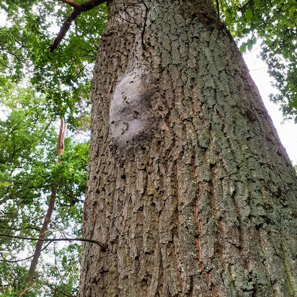 Eiche mit einem Eichenprozessionsspinnernest.