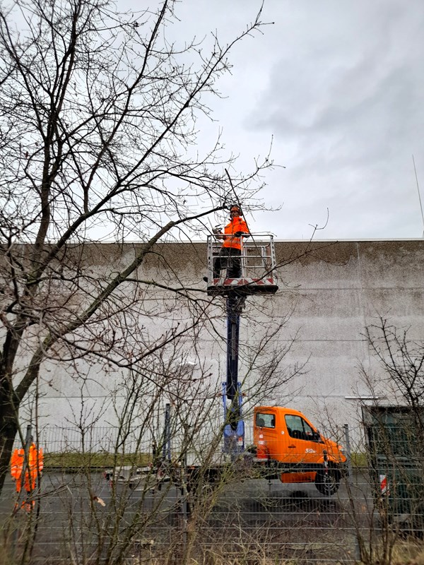 Die städtischen Baumkontrolleure bei der Arbeit: Baumpflege das ganze Jahr über.