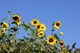 Sonnenblumen an der Kleingartenanlage in Heusenstamm.