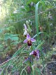 Eine Orphrys apifera (botanischer Name) am Heusenstammer Waldrand. 