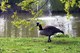 Kanadagänse am Schlossweiher