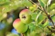 Apfelbaum (Foto: Ralph auf pixabay)