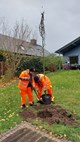 Angela Menzel und Marcel Dell vom Stadtgrün-Team haben die Bäume im Stadtumbau-Gebiet angeliefert - und sie hatten auch den einen oder anderen Tipp für die Pflanzenpflege im Gepäck. Hier: Auslieferung des gewöhnlichen Judasbaumes an die Familie Margraf.