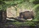 Wildschwein (Foto: Paul Henri Degrande/pixabay)