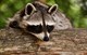 Waschbär - Procyon lotor (Foto: Alexa auf pixabay)